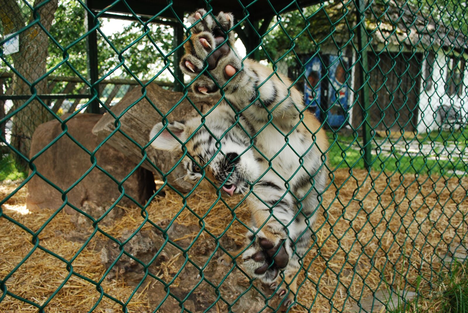 Nikon D60 sample photo. Tiger, zoo, animal photography