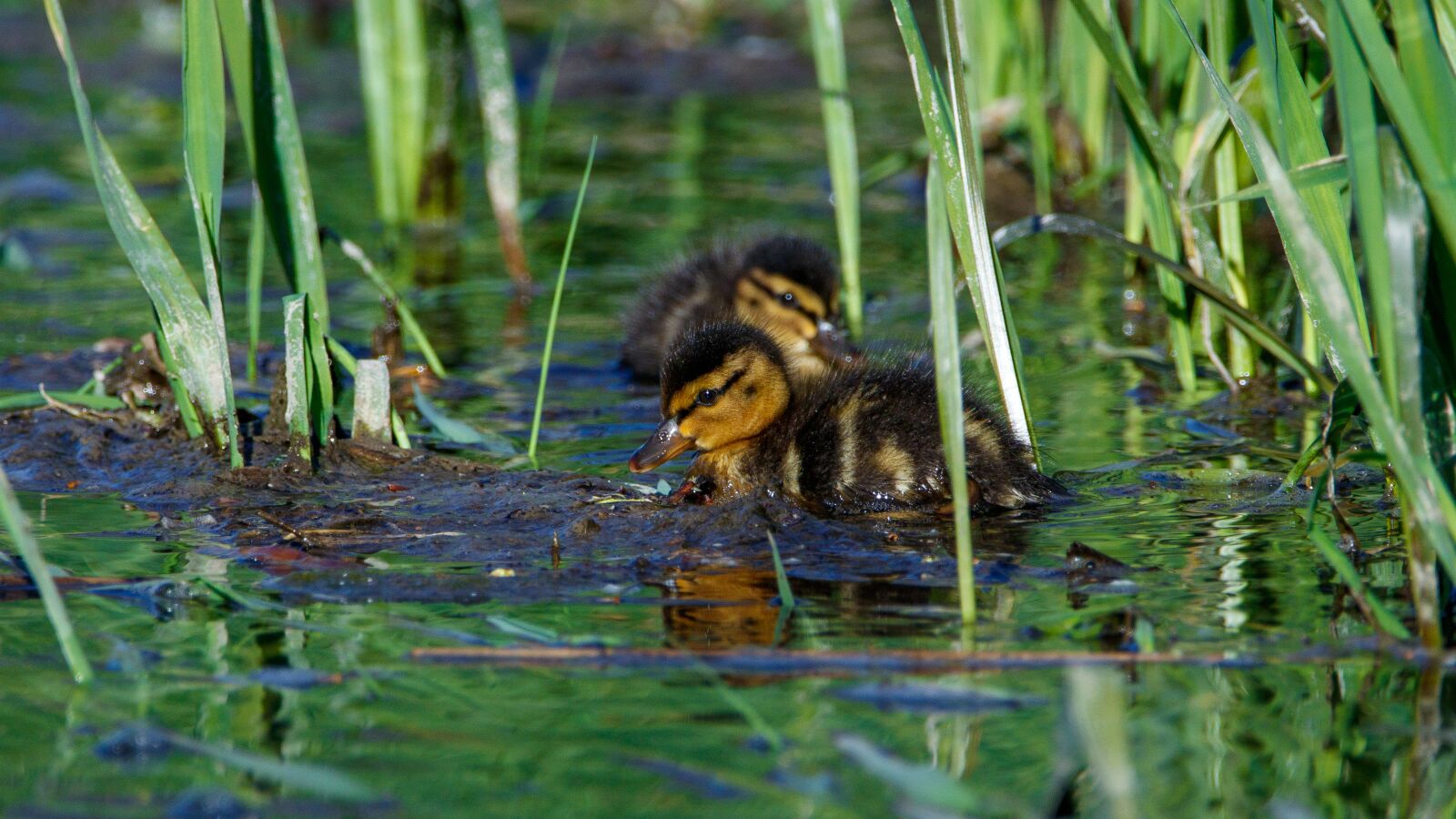 150-600mm F5-6.3 DG OS HSM | Contemporary 015 sample photo. Duck, chicks, ducklings photography