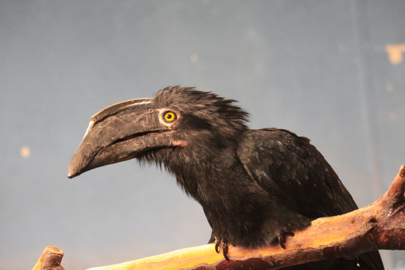 Canon EOS 700D (EOS Rebel T5i / EOS Kiss X7i) sample photo. Bird, black, jungle photography