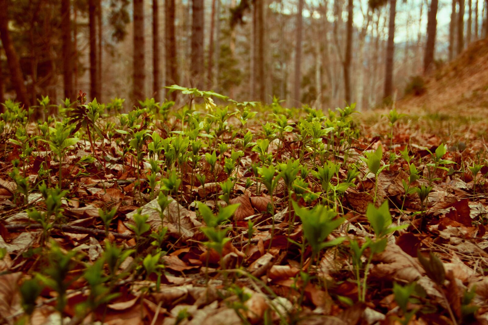 Canon EOS 700D (EOS Rebel T5i / EOS Kiss X7i) sample photo. Nature, forest, leaves photography