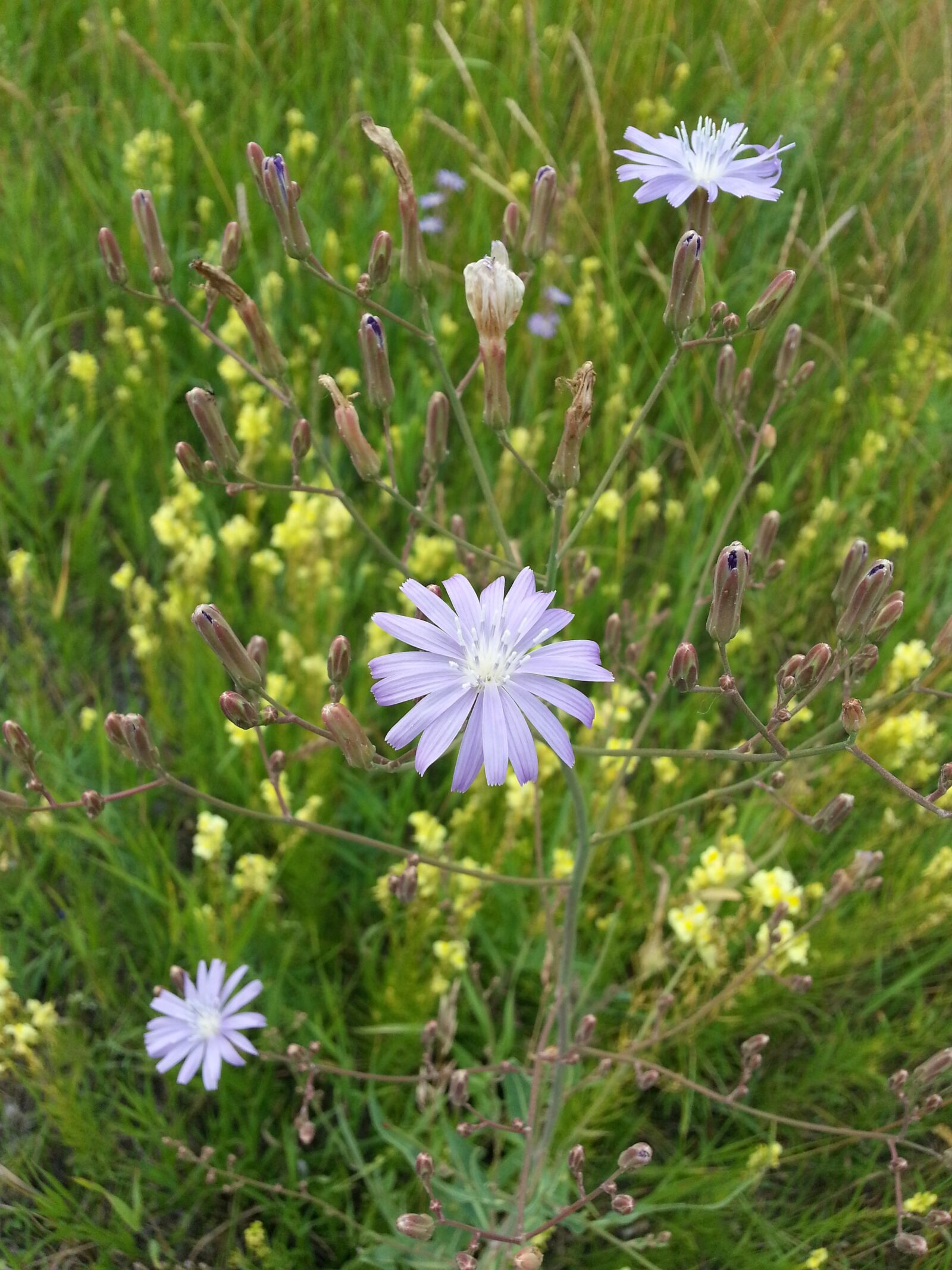 Samsung Galaxy S3 sample photo. Flowers, chicory, purple photography
