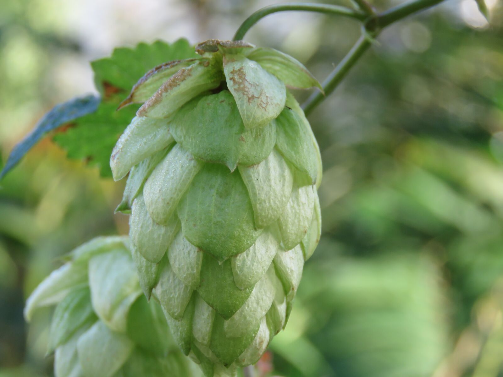 Canon PowerShot SX60 HS sample photo. Hops, leaf, nature photography