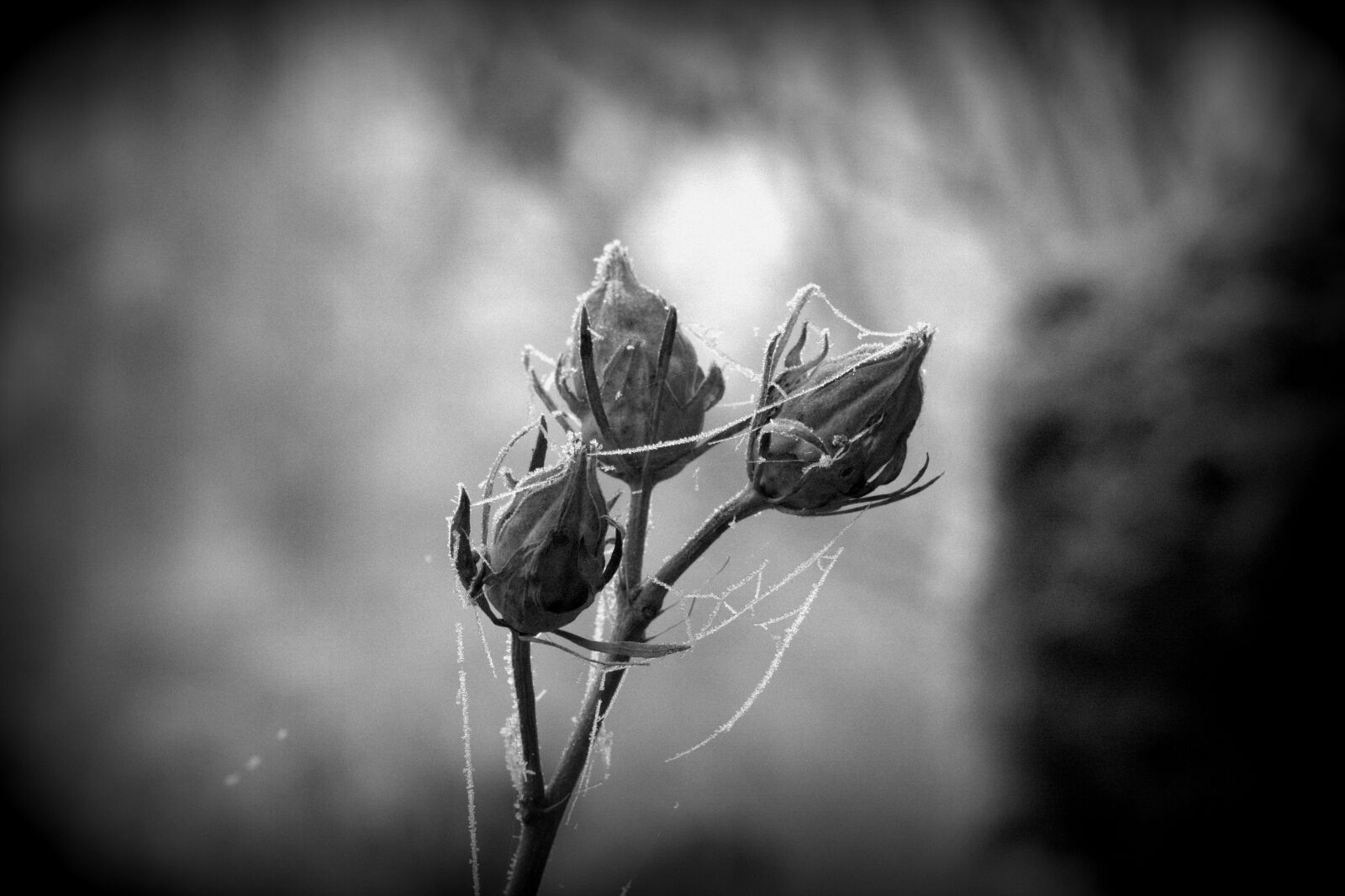 Nikon D5200 sample photo. Bud, hibiscus, hibiscus bud photography