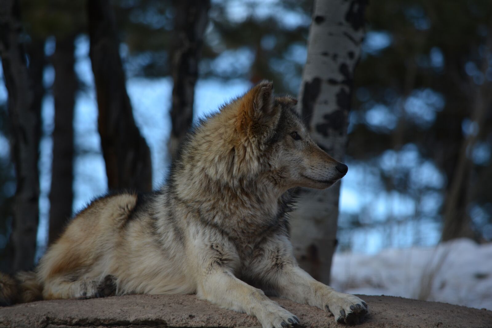 Nikon D7100 sample photo. Wolf, outside, white photography
