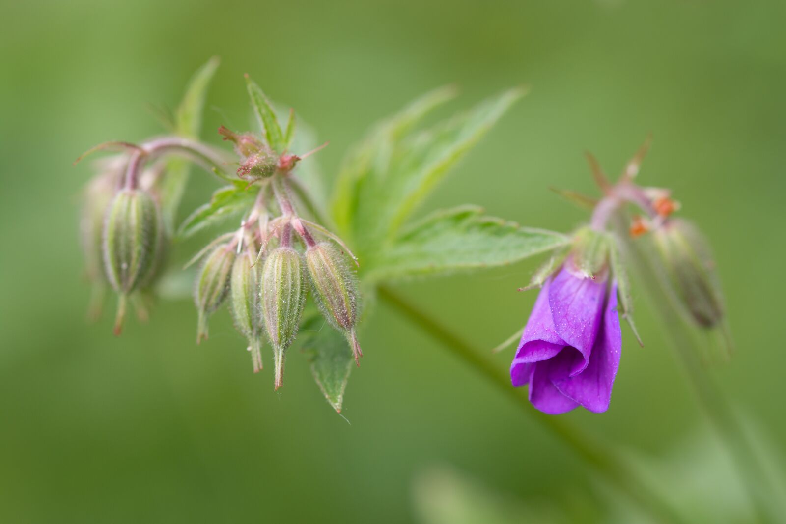 Canon EOS 70D sample photo. Flower, bokeh, green photography