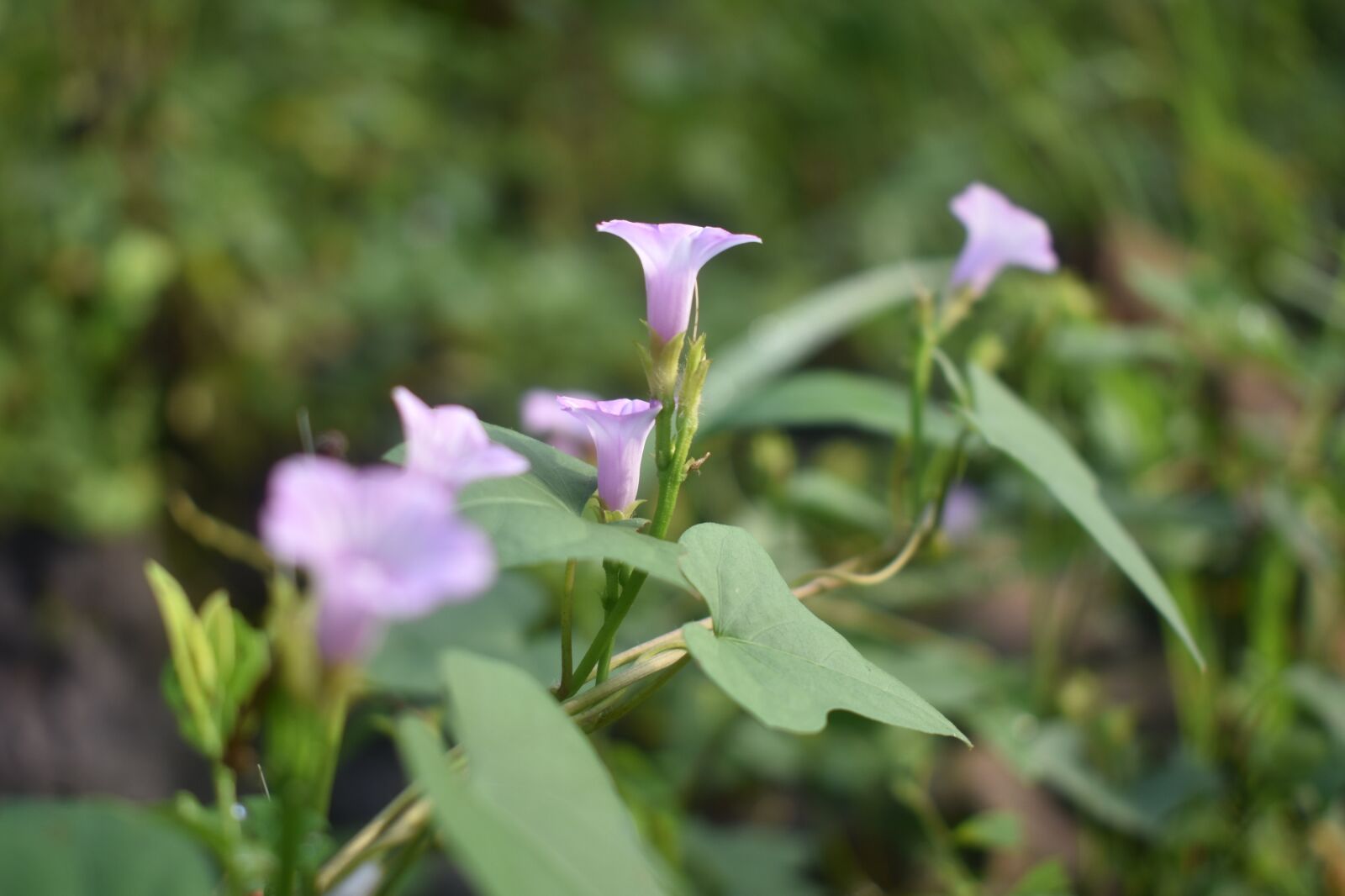 Nikon D3400 sample photo. Flower, purple, purple flower photography