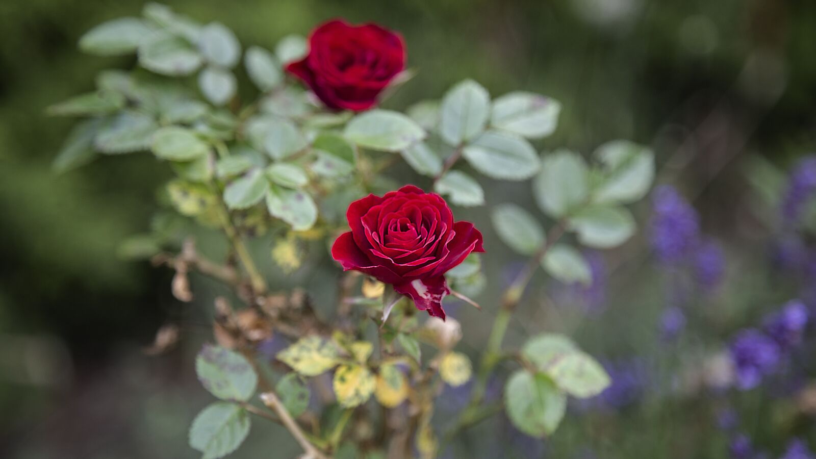 Canon EOS 6D + Canon EF 24-105mm F4L IS USM sample photo. Rose, red, flower photography