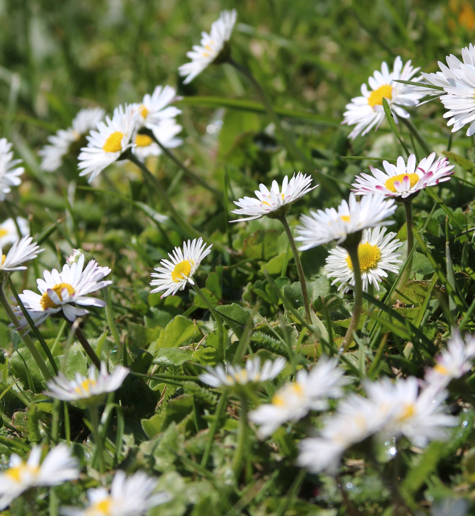 Canon EOS 750D (EOS Rebel T6i / EOS Kiss X8i) + Canon EF 28-135mm F3.5-5.6 IS USM sample photo. Daisies, flower, grass photography