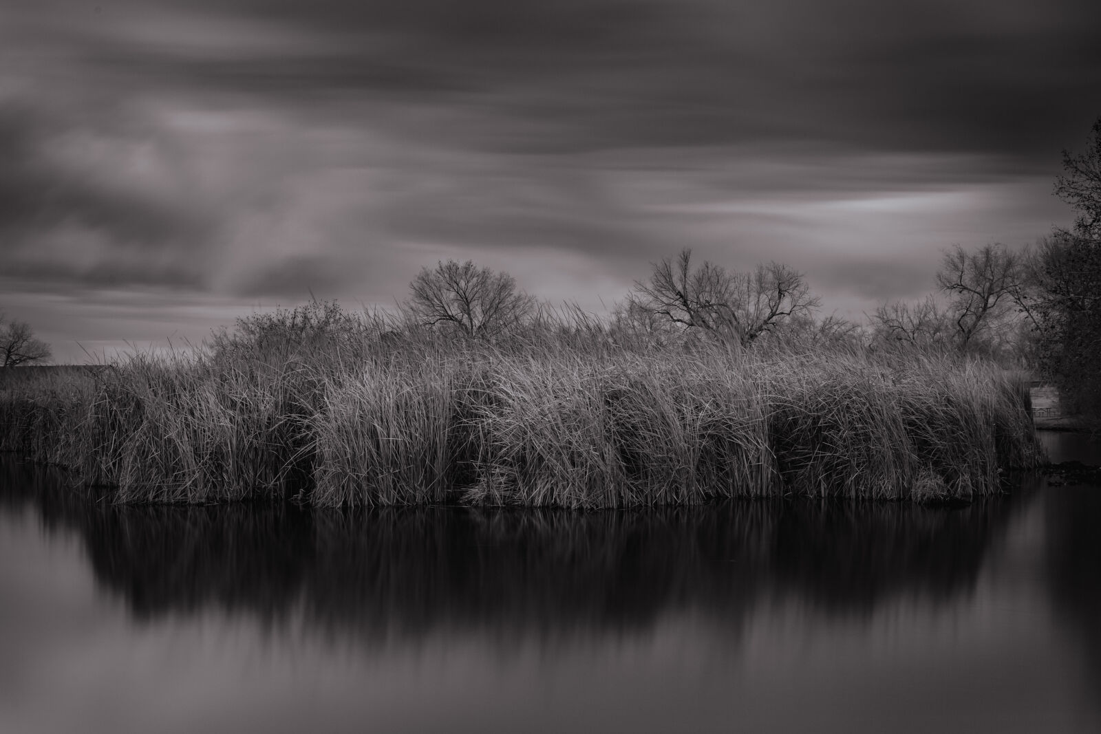 Canon EOS RP sample photo. Pond reeds - las photography