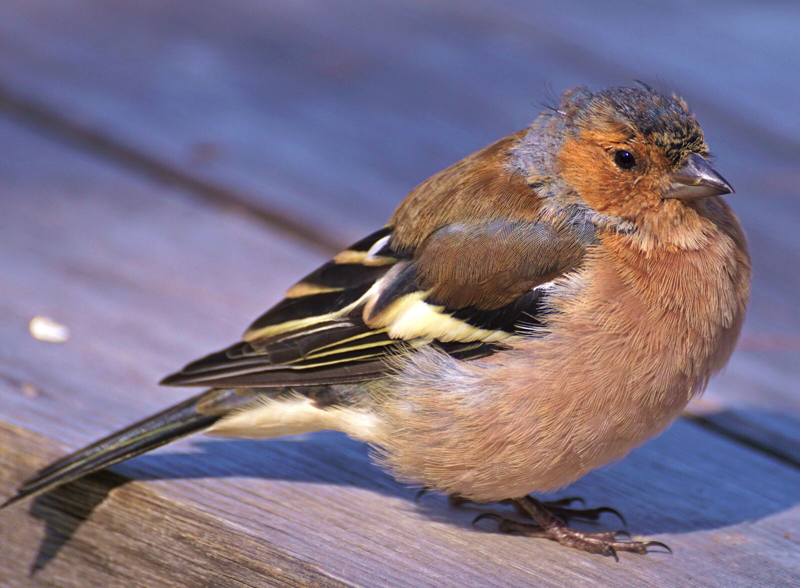 Sony DT 55-300mm F4.5-5.6 SAM sample photo. Chaffinch, bird, plumage photography