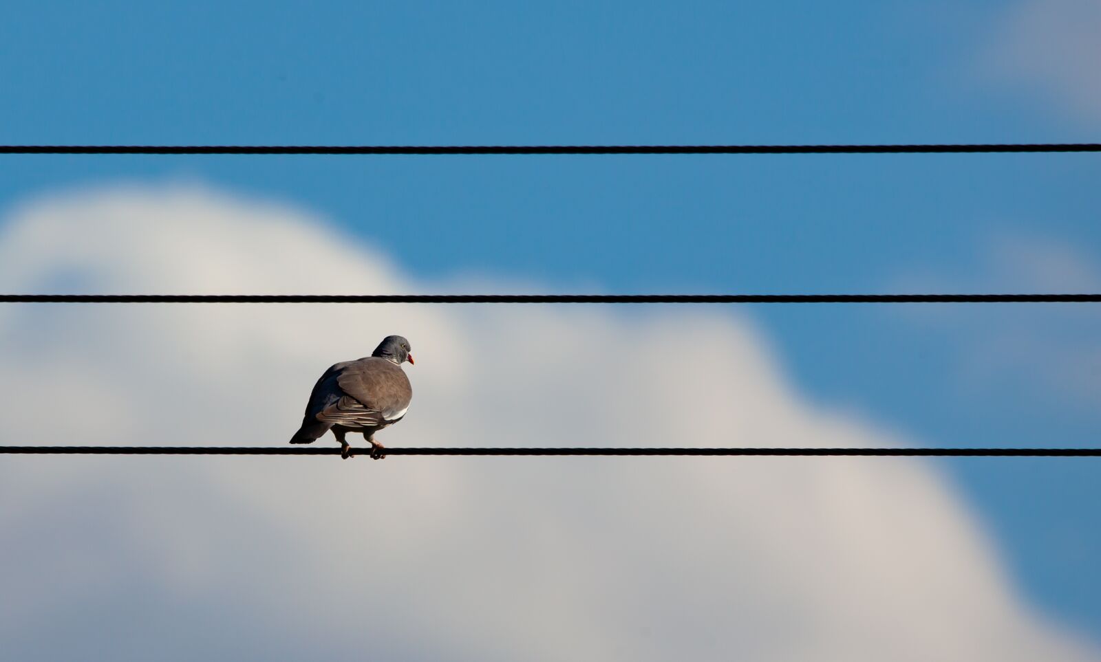 150-600mm F5-6.3 DG OS HSM | Contemporary 015 sample photo. Bird on a wire photography