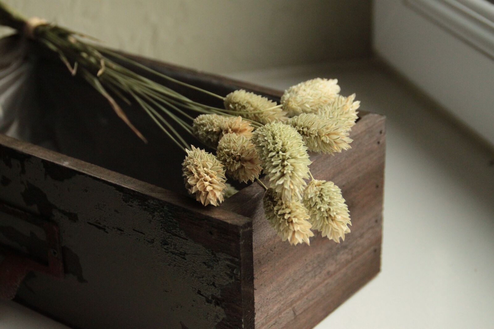 Canon EOS 500D (EOS Rebel T1i / EOS Kiss X3) sample photo. Phalaris, graminé, dried flowers photography
