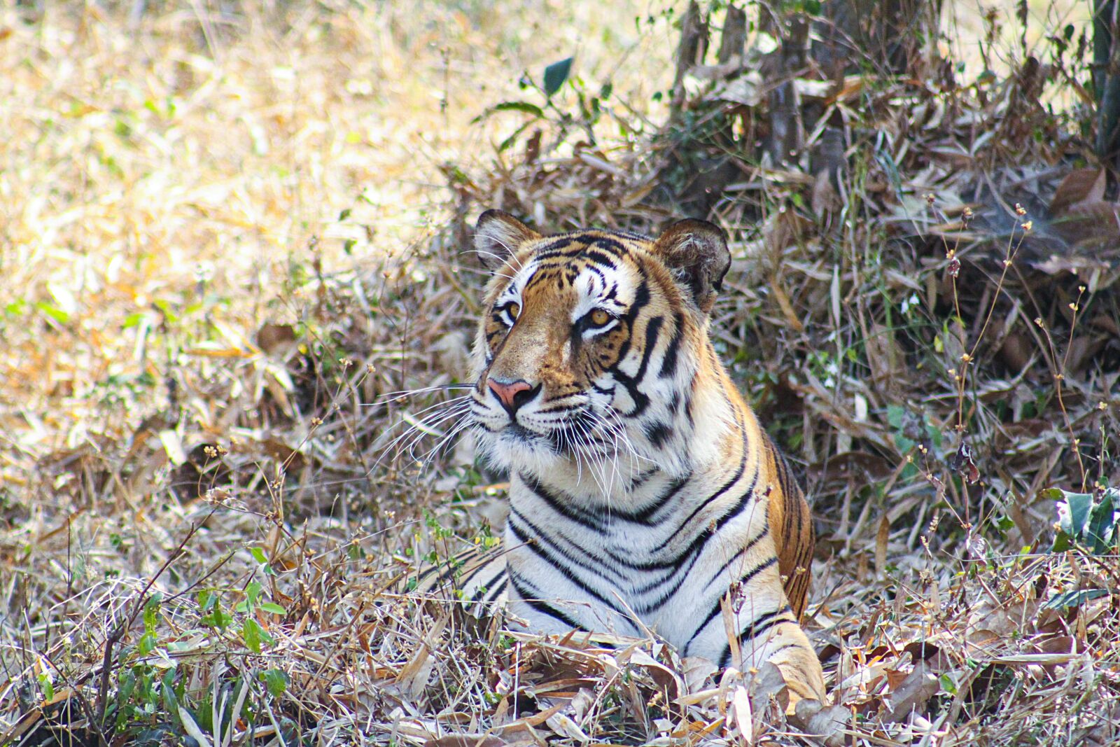 Canon EOS 500D (EOS Rebel T1i / EOS Kiss X3) sample photo. Bengal, tiger, sitting photography