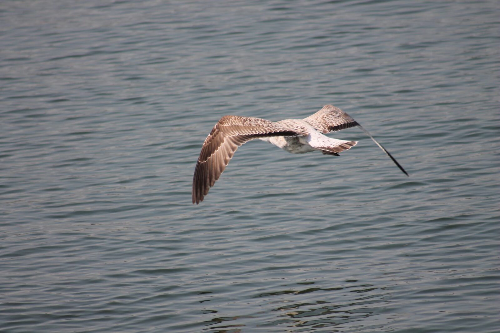 Canon EF 75-300mm f/4-5.6 sample photo. Bird, flying, nature photography