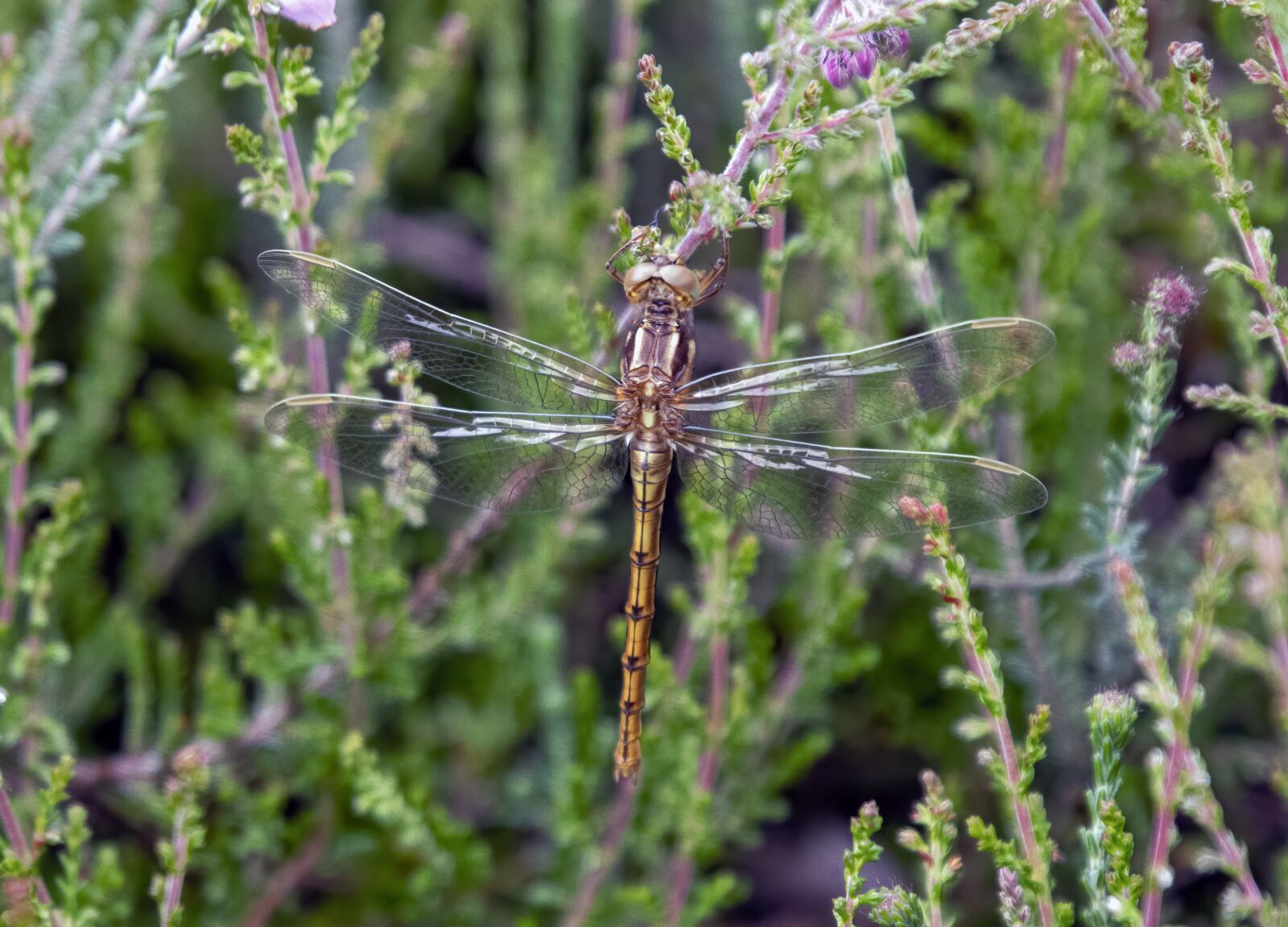 Sigma 100-400mm F5-6.3 DG OS HSM sample photo. Keeled-skimmer, female, dragonfly photography