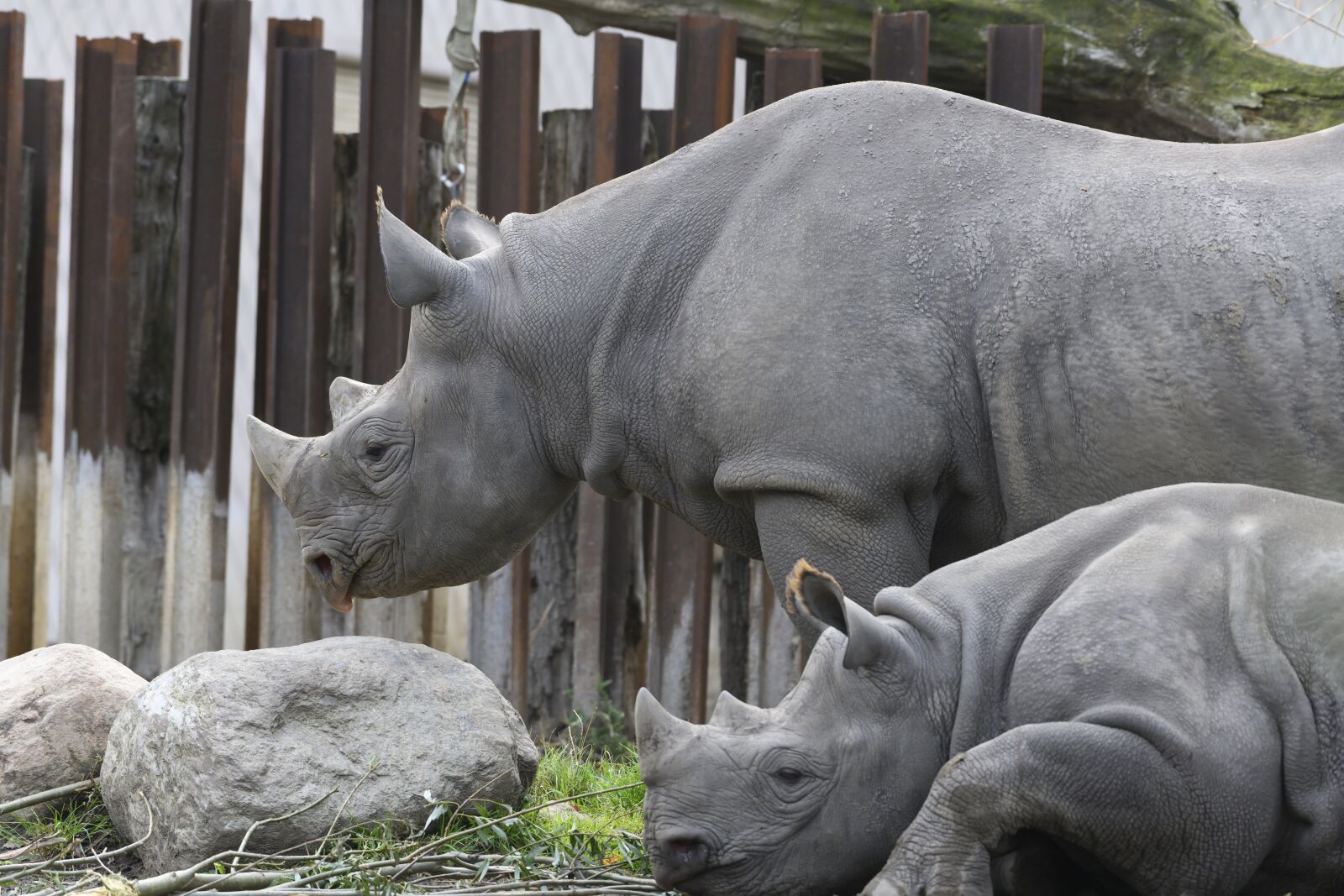 Nikon Z7 sample photo. Rhino, dangerous, herbivorous photography