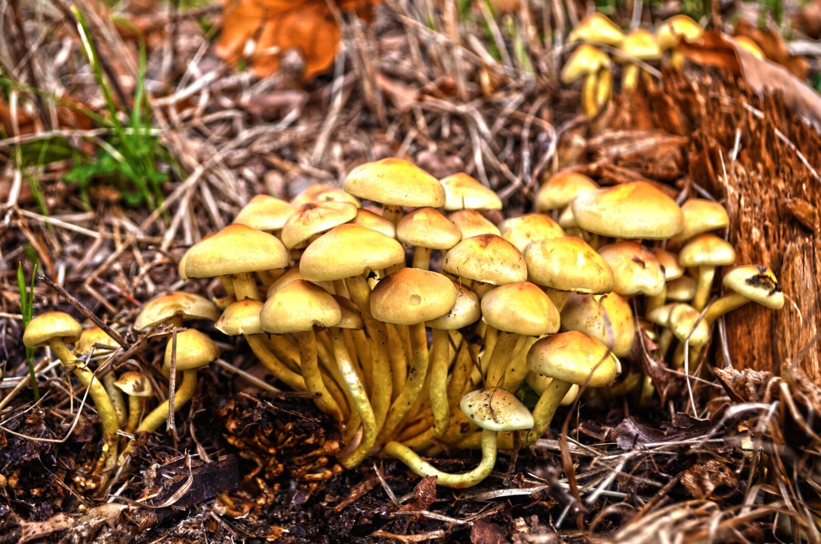 Nikon D5100 sample photo. Nature, mushrooms, forest photography