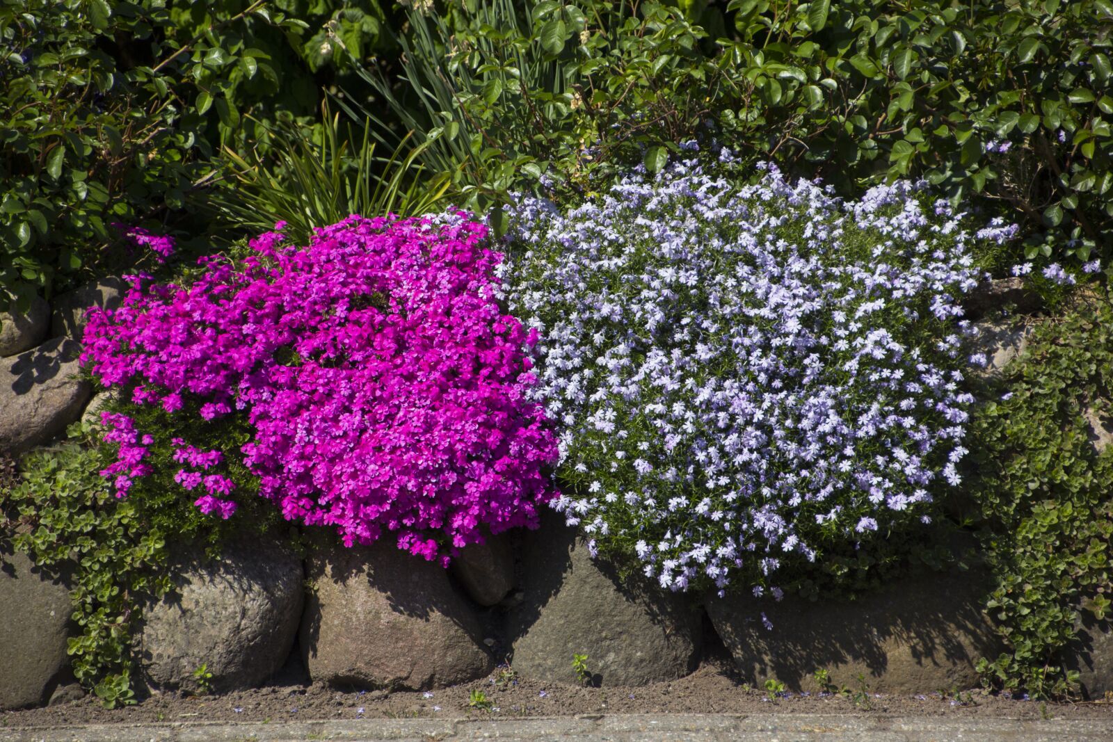 Canon EOS 60D sample photo. Flower, nature, beautiful flower photography