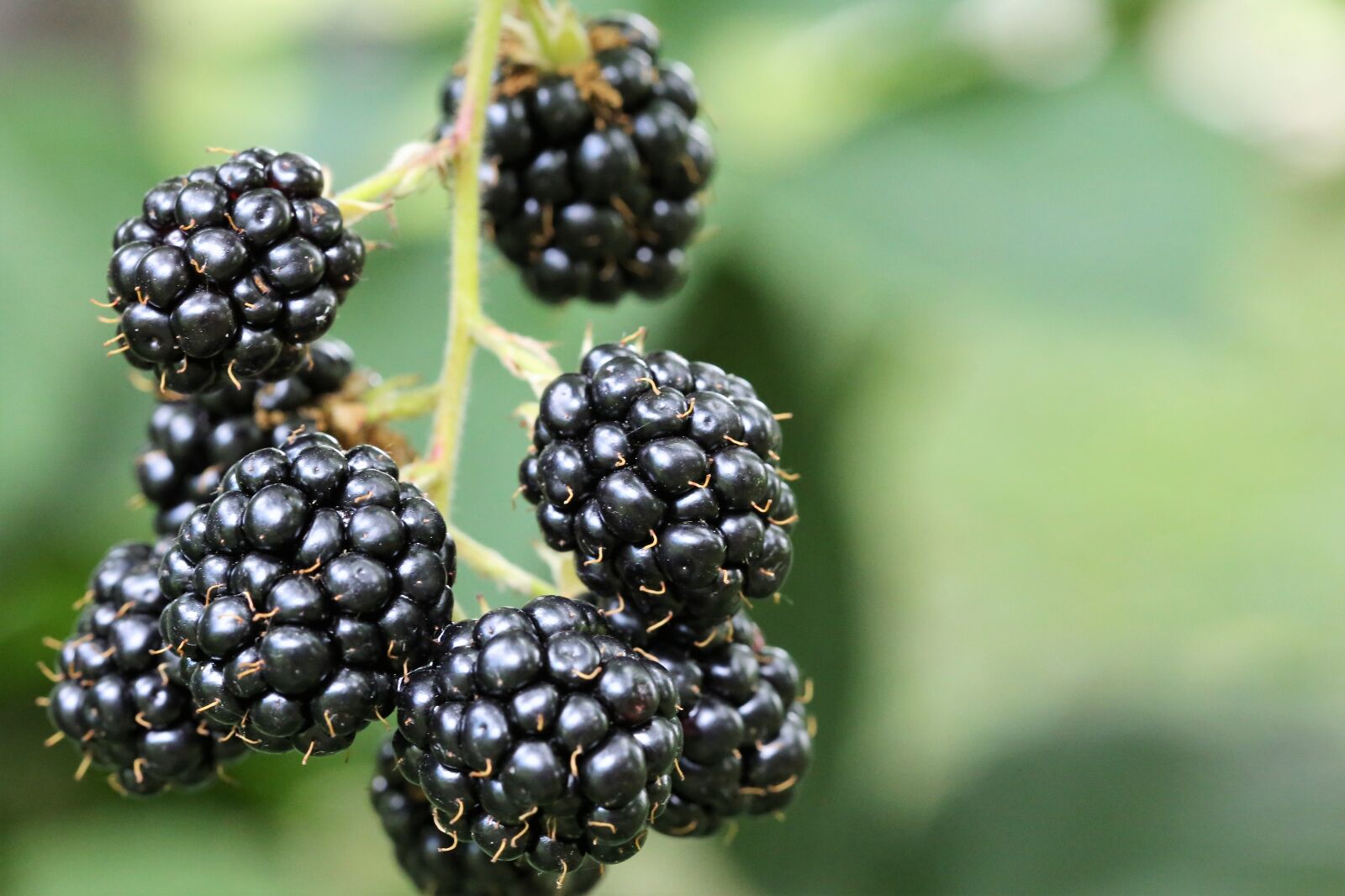 Canon EOS 6D + Canon EF 100mm F2.8 Macro USM sample photo. Blackberry, food, healthy photography
