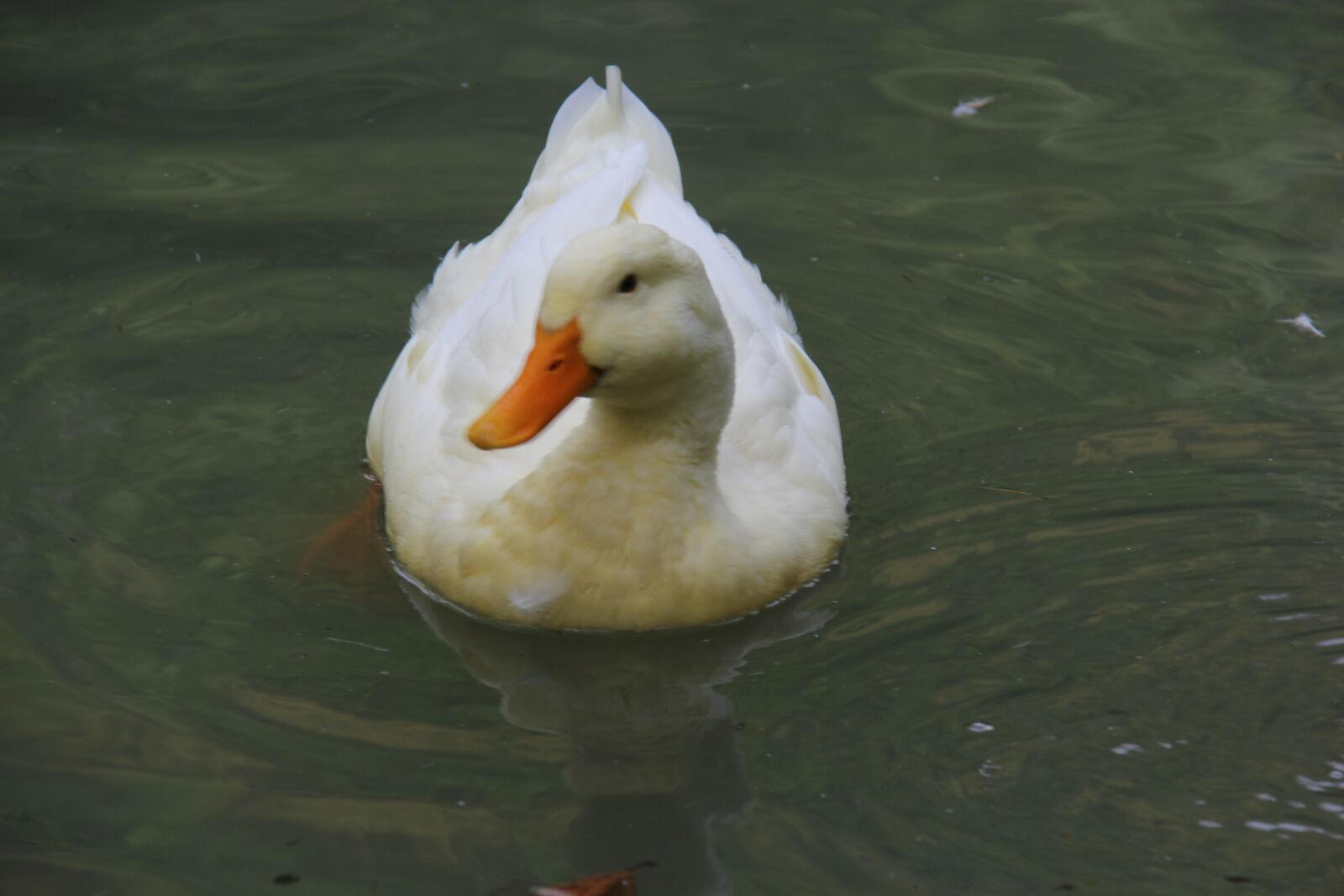 Canon EF-S 18-200mm F3.5-5.6 IS sample photo. Duck, bird, nature photography