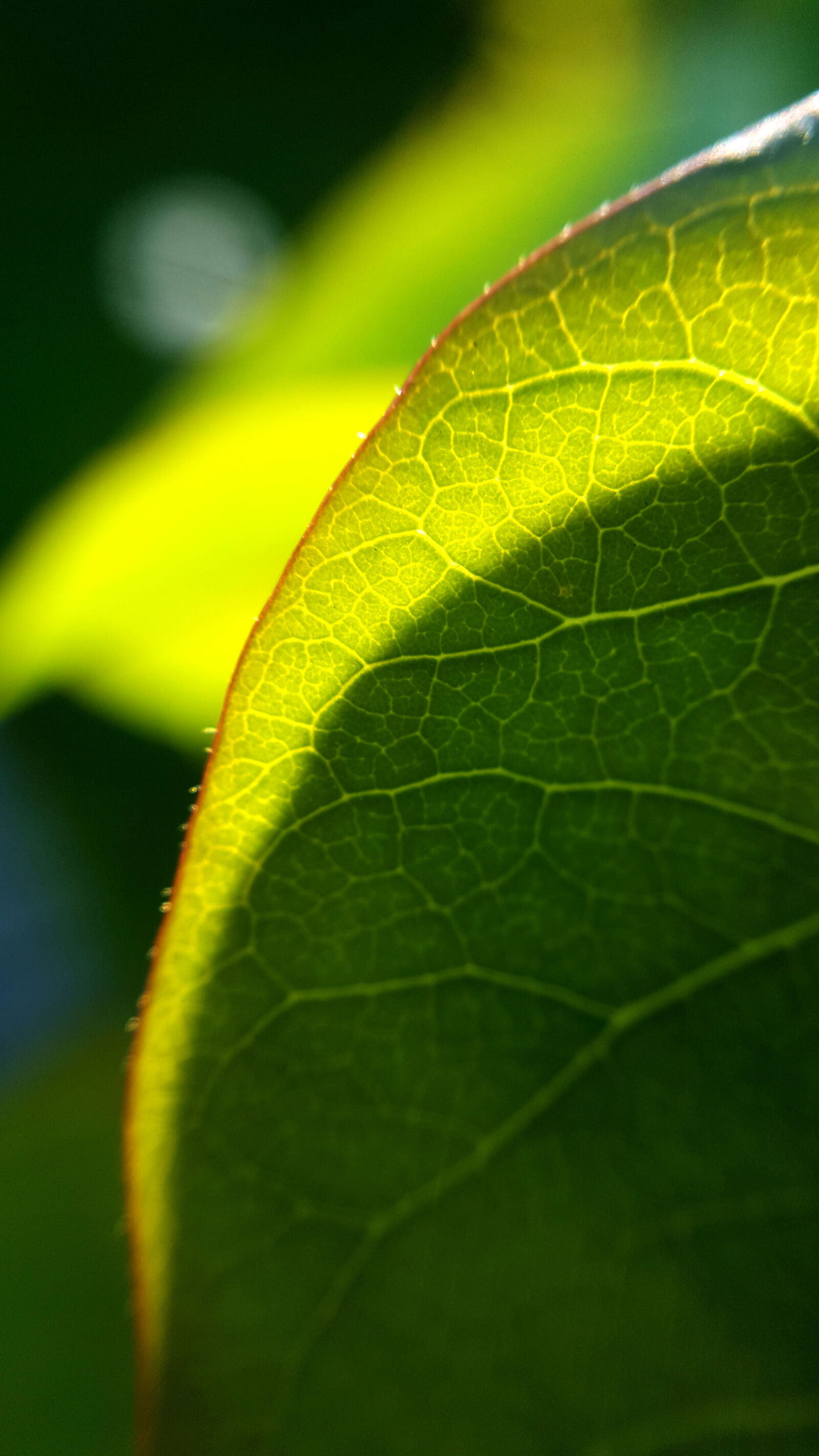 Samsung Galaxy S6 sample photo. Garden, green, green, leaf photography