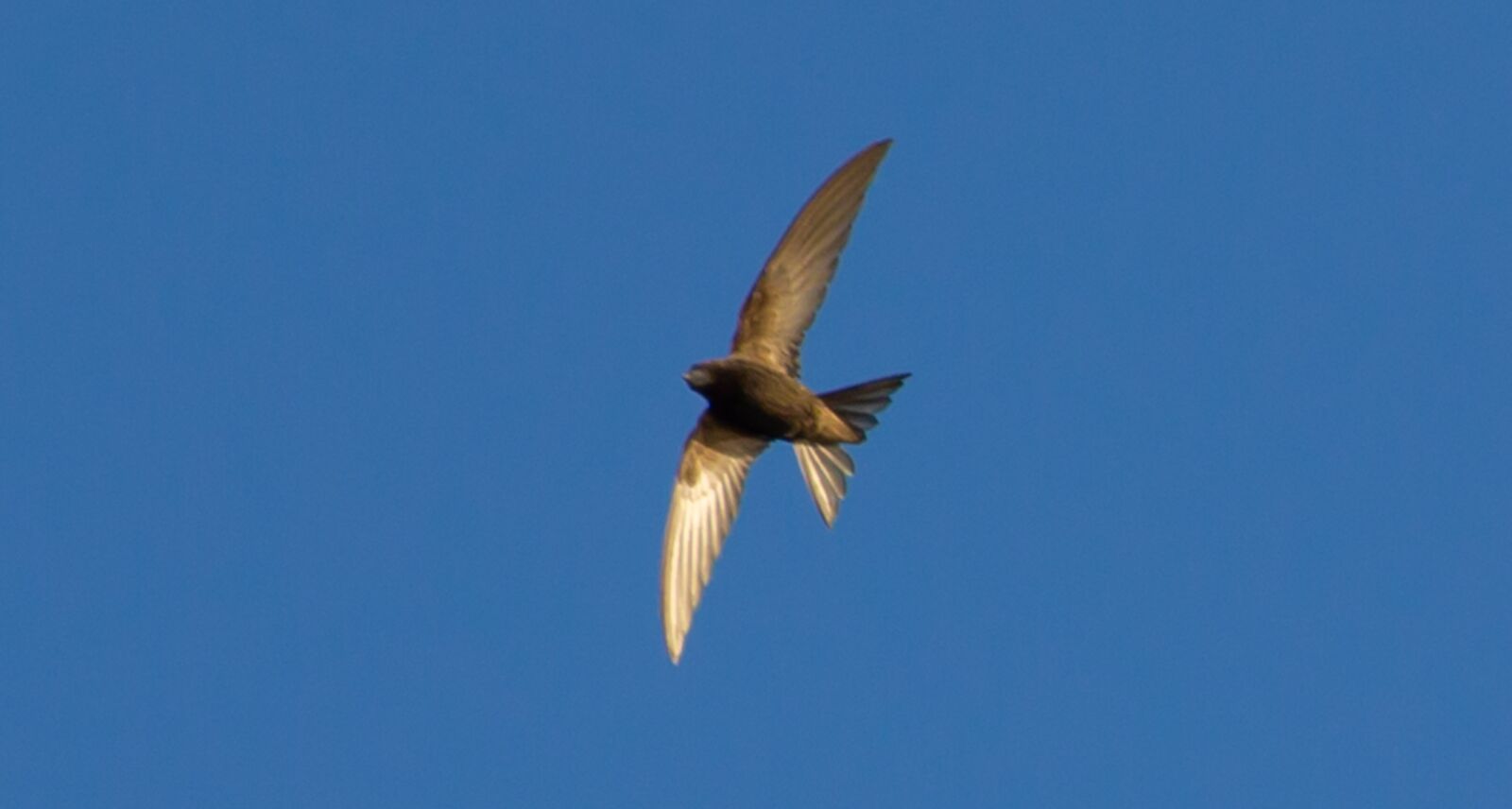 Canon EOS 5D Mark III sample photo. Swift, swift in flight photography