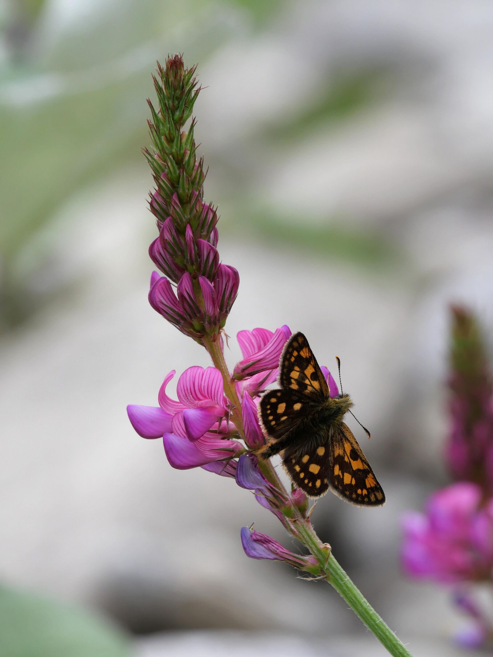 Panasonic Lumix DC-GX9 sample photo. Yellow w rfeliger, skipper photography
