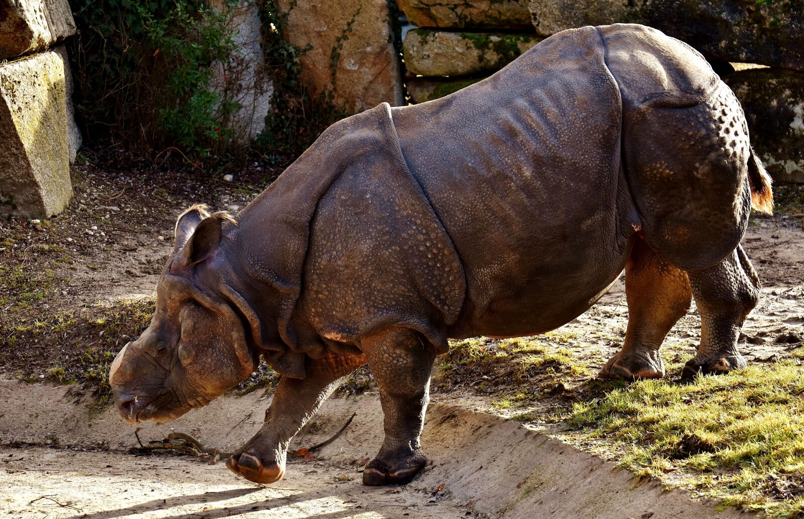 Nikon D7200 sample photo. Rhino, animal, animal world photography