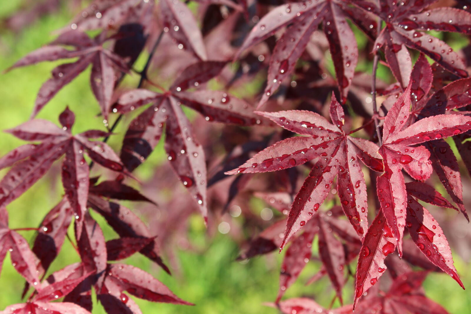 Canon EOS 700D (EOS Rebel T5i / EOS Kiss X7i) sample photo