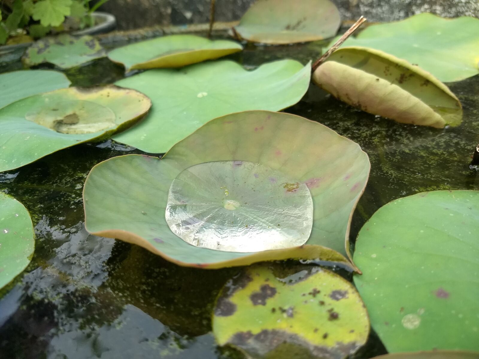 Motorola Moto G (5) Plus sample photo. Lotus, leaves, water photography
