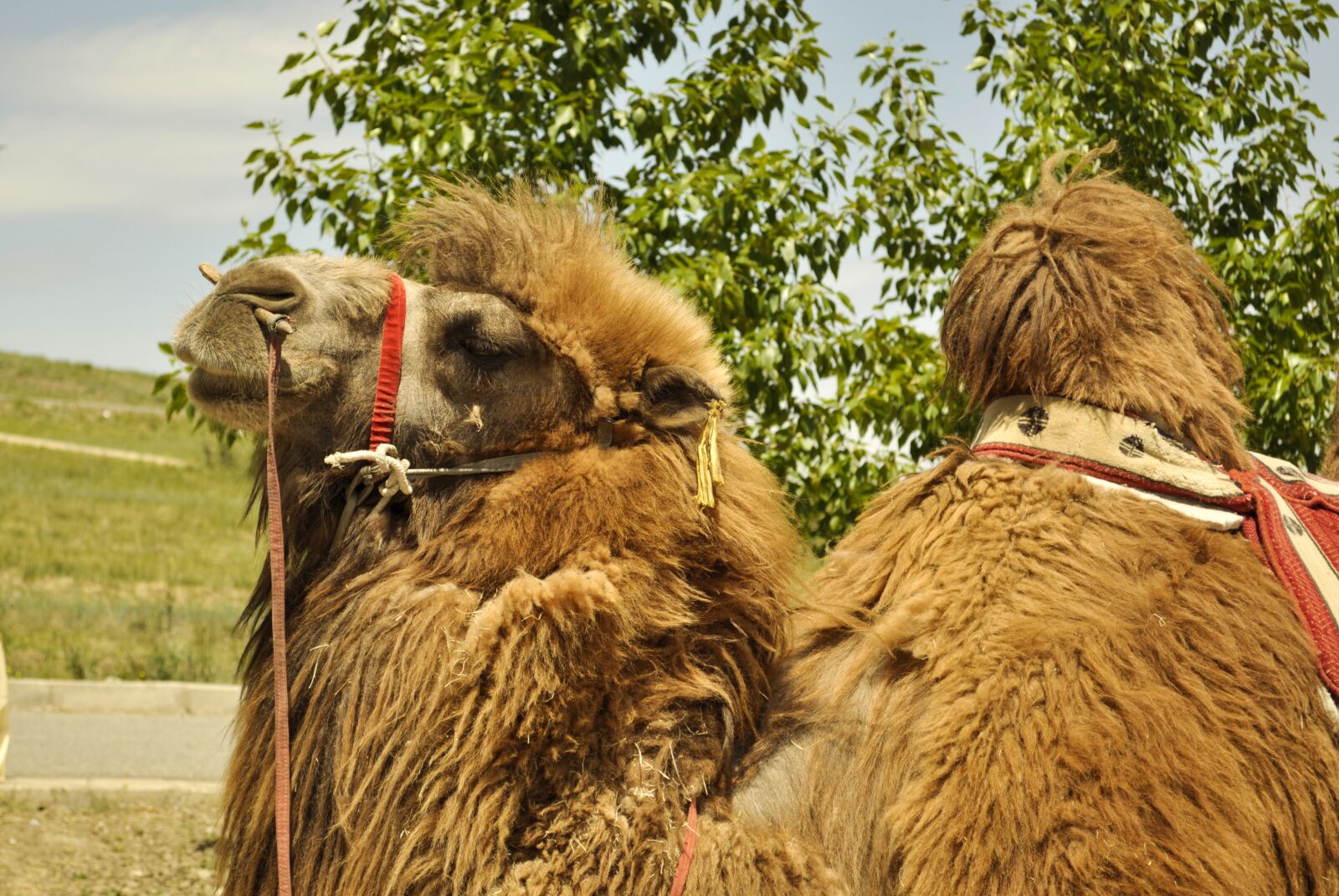 Nikon D90 sample photo. Camel, bactrian, mammal photography