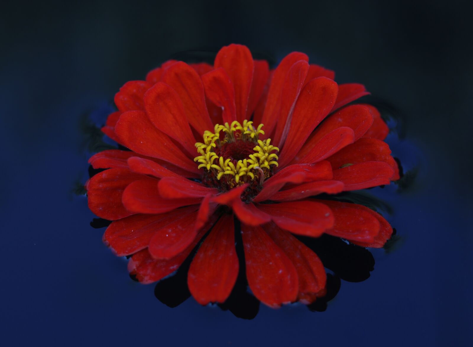 Canon EF-S 60mm F2.8 Macro USM sample photo. Carciumareasa, flower, red photography