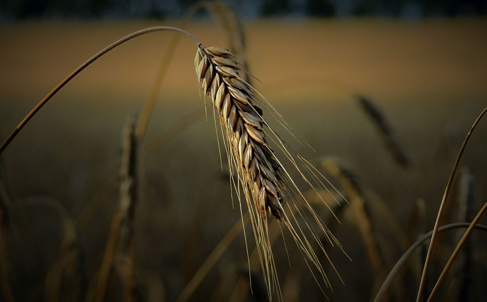 Nikon Coolpix P900 sample photo. Kłos, corn, field photography