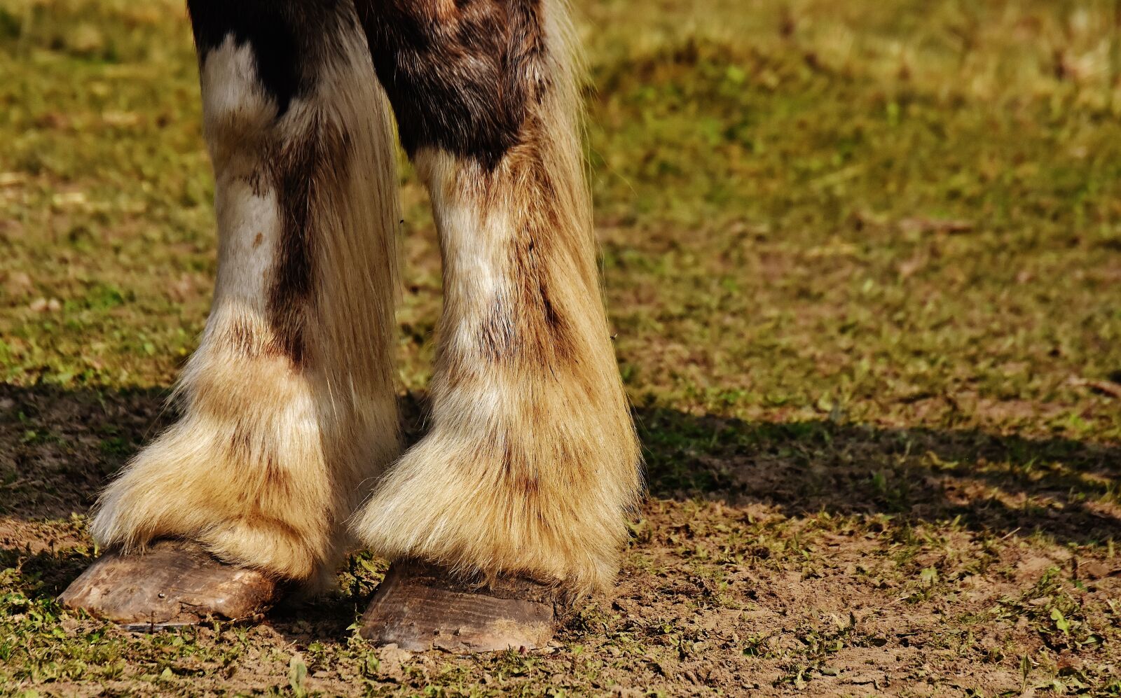 Nikon D7200 sample photo. Shire horse, horse, hoof photography