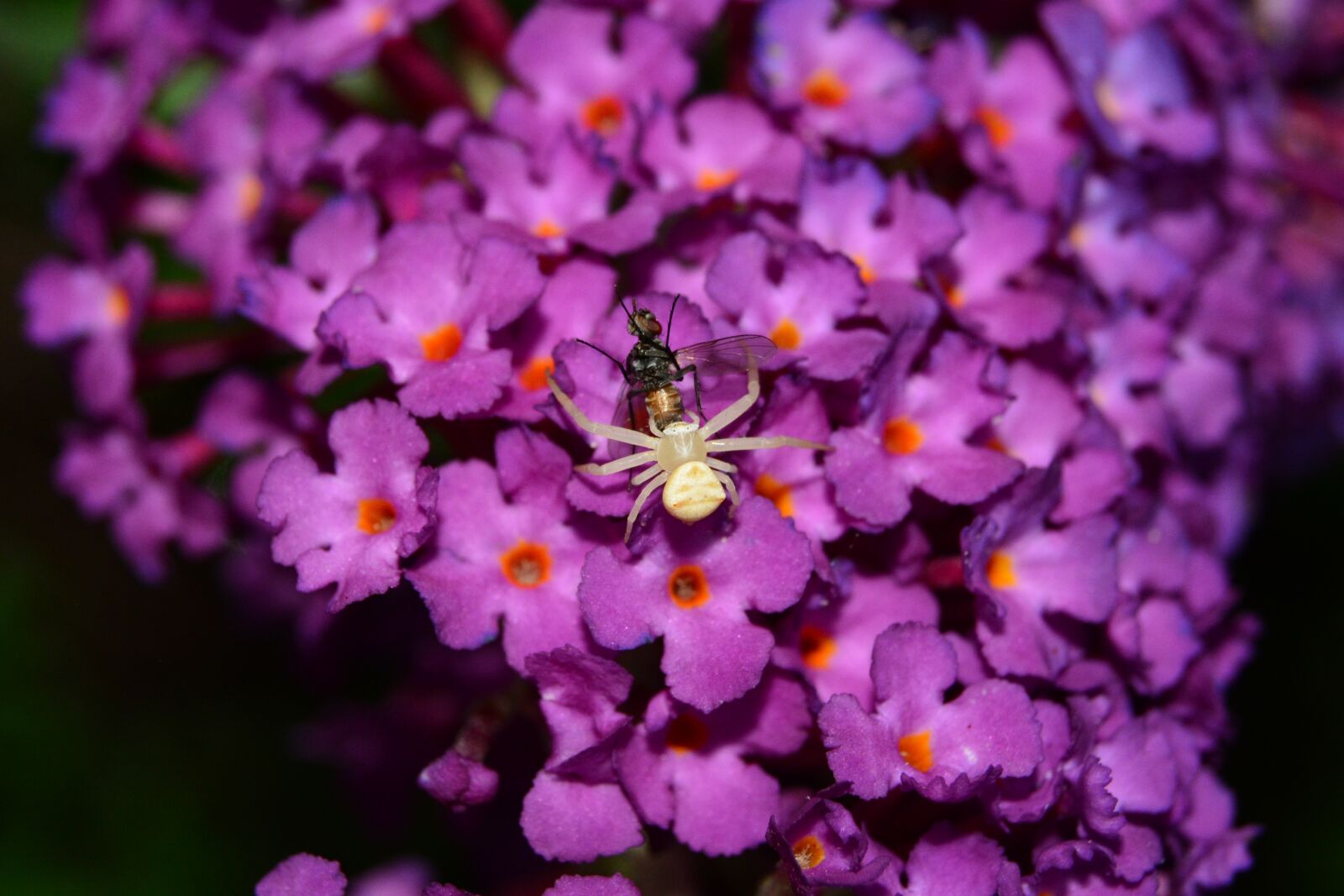 Nikon D5200 sample photo. Crab spider, spider, thomisidae photography
