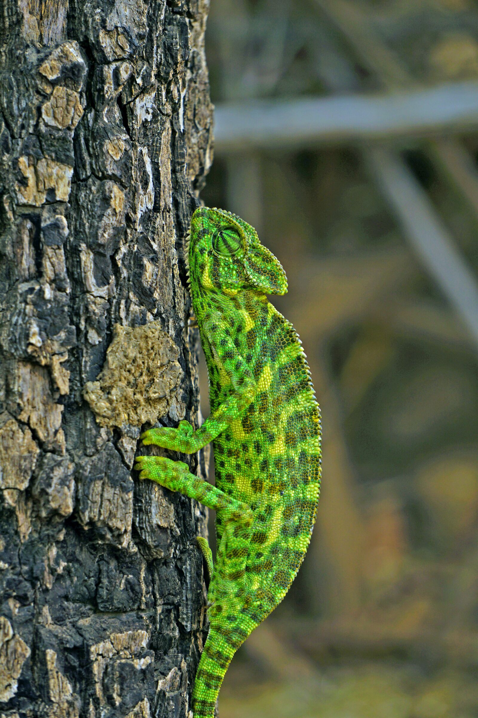 Sony a6000 sample photo. Chameleon, indian, bansara photography