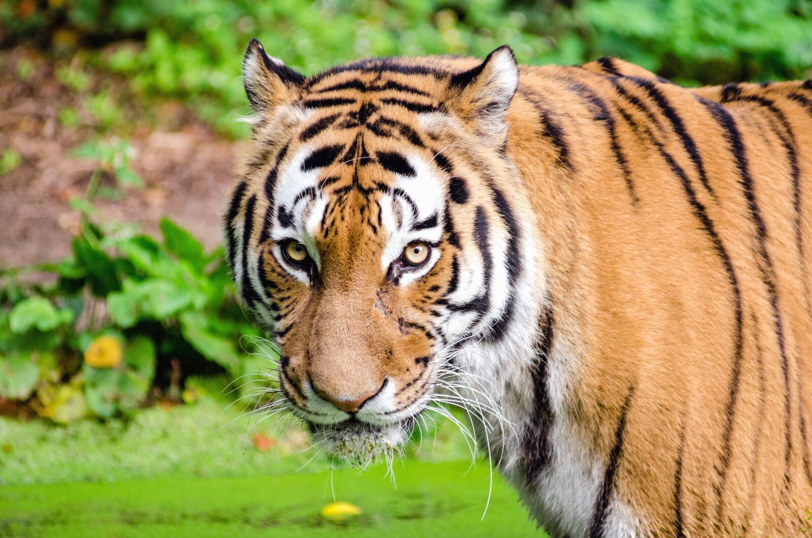 Nikon D7000 sample photo. Tiger, carnivore, cat, dangerous photography