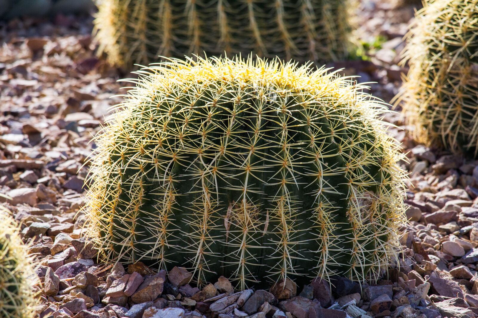 Canon EOS 700D (EOS Rebel T5i / EOS Kiss X7i) sample photo. Cactus, spine, sharp photography