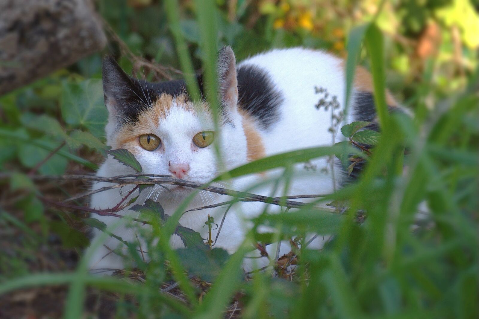 Nikon D5600 sample photo. Cat, domestic cat, mieze photography