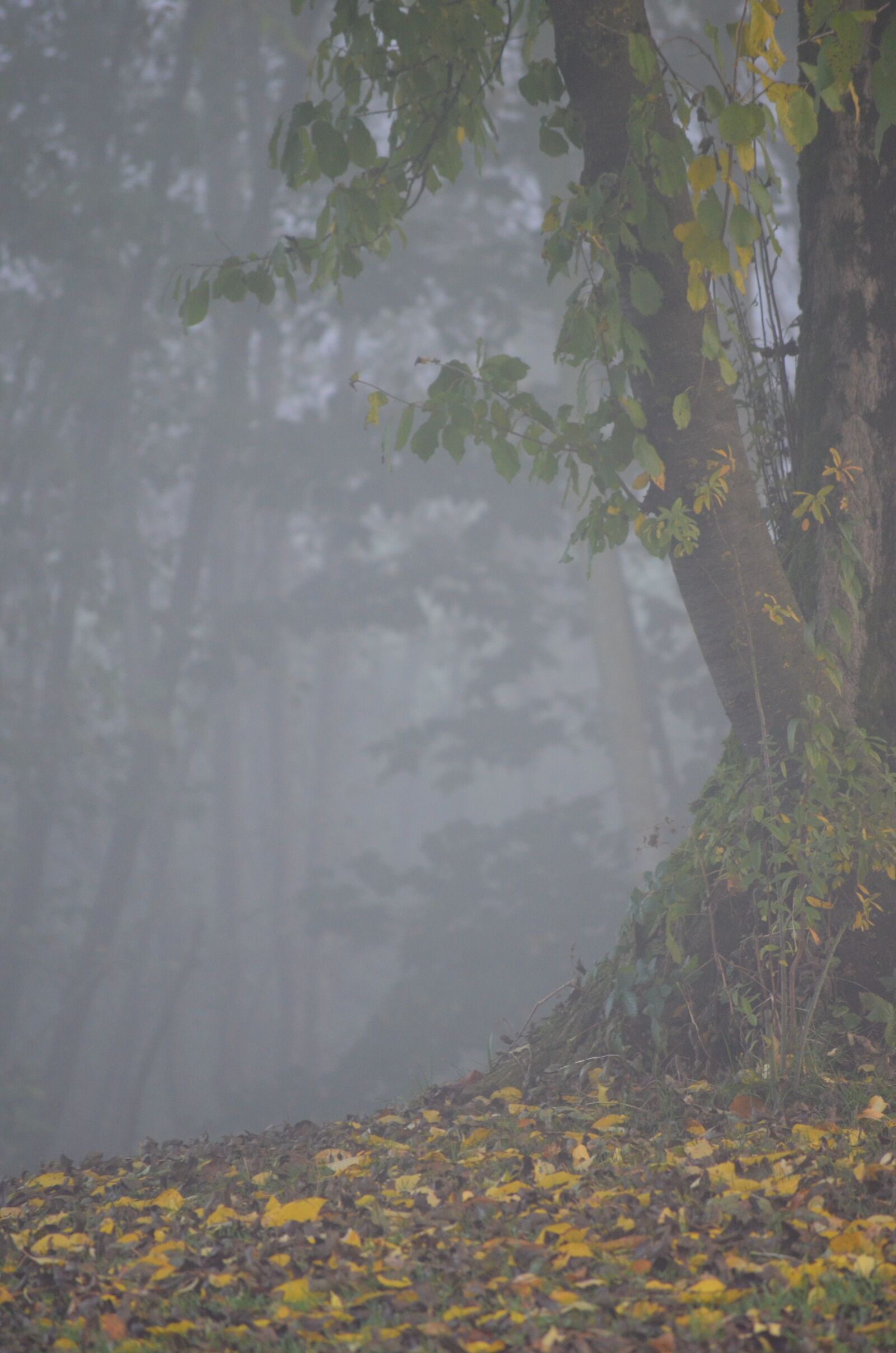 Nikon D5100 sample photo. Autumn, fog, leaves photography