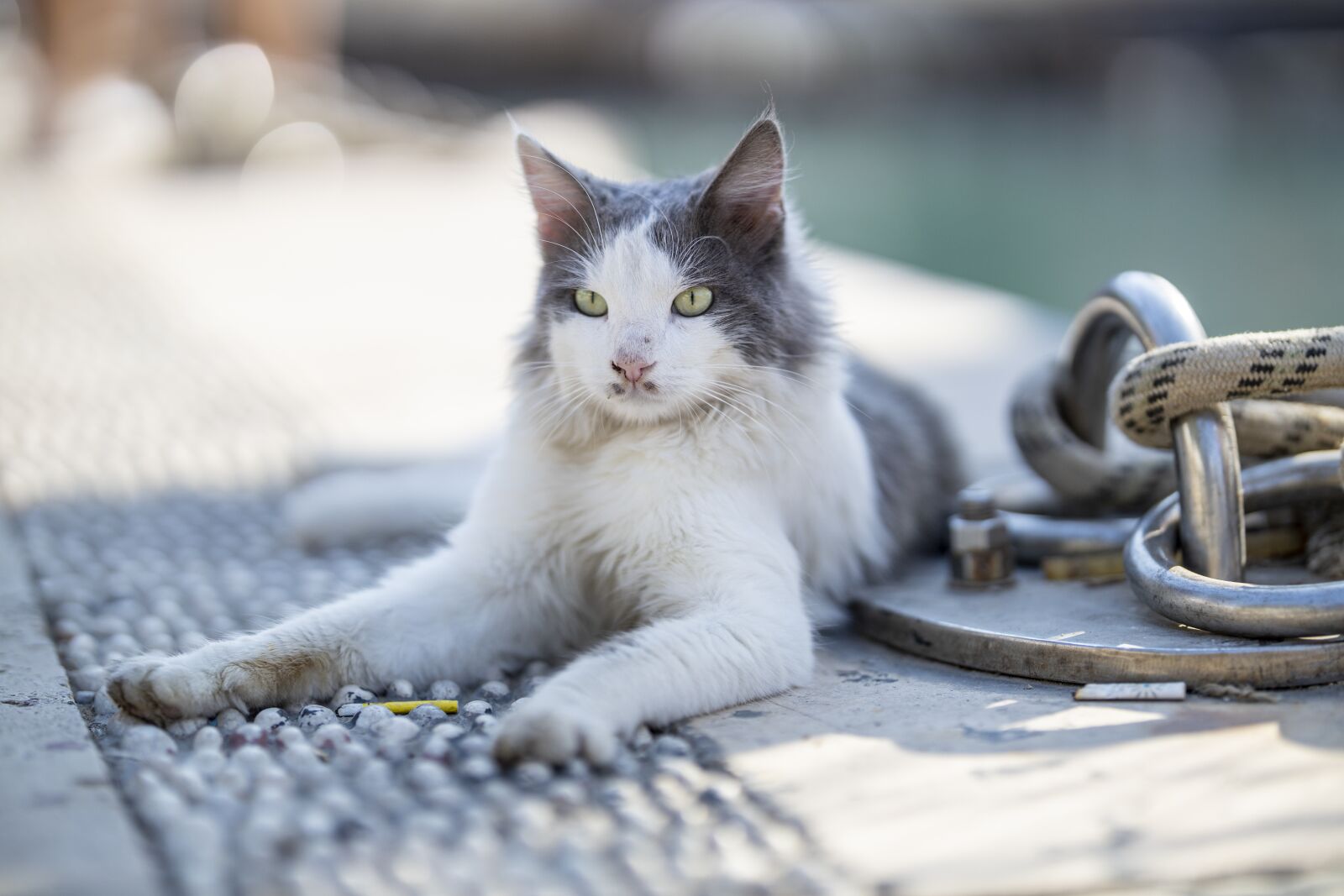 Canon RF 85mm F1.2L USM sample photo. Cat, animal, cute photography