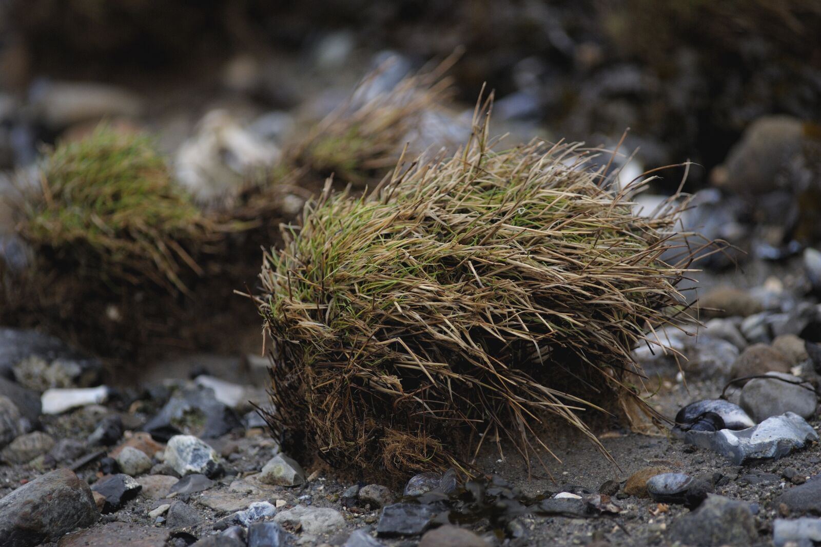 Nikon D3S sample photo. Grass, tot, tuft of photography