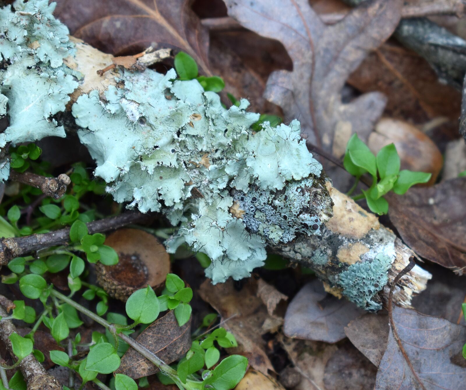 Nikon D3300 sample photo. Lichens on forest floor photography