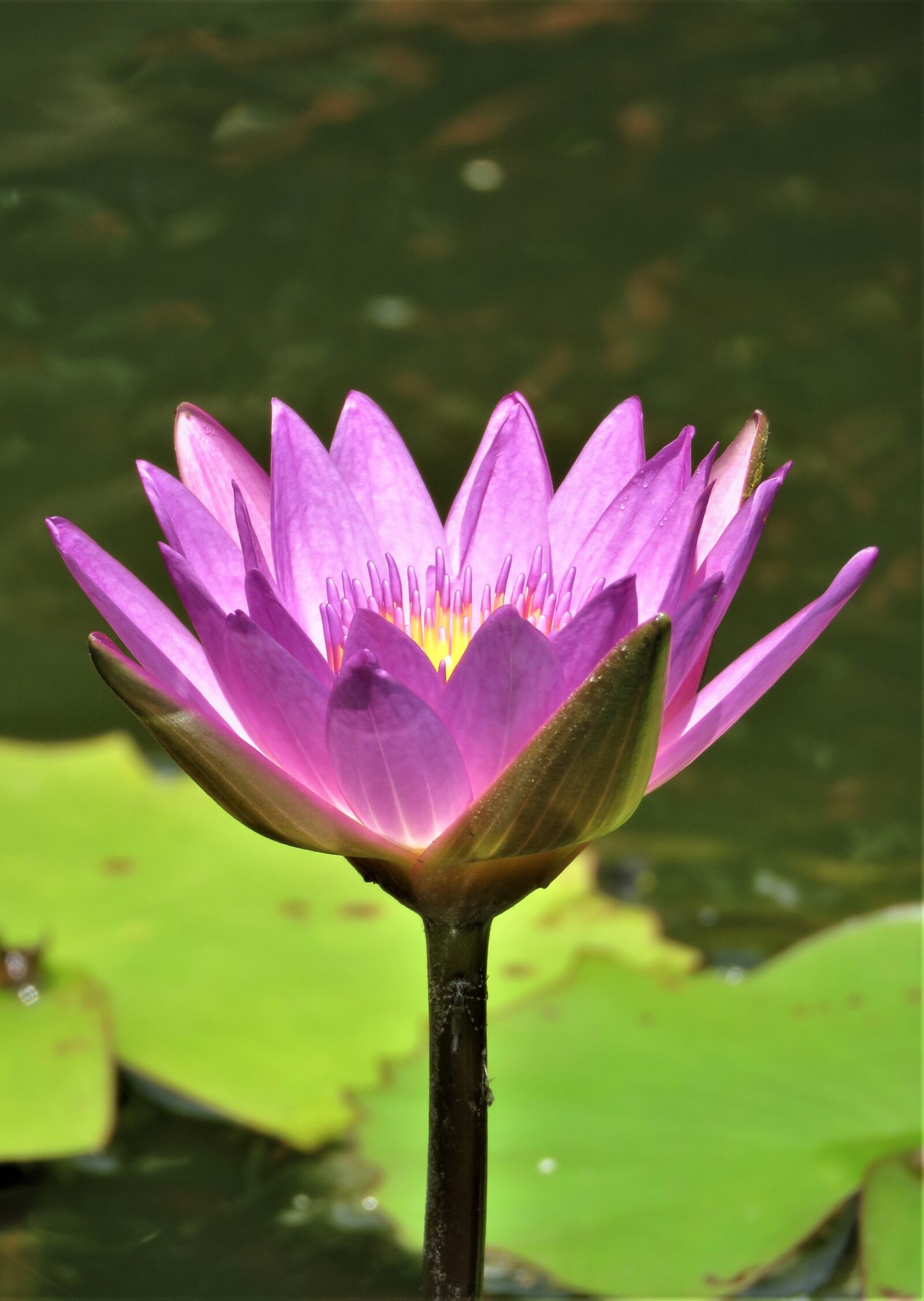Canon PowerShot SX60 HS sample photo. Lotus, flower, pond photography