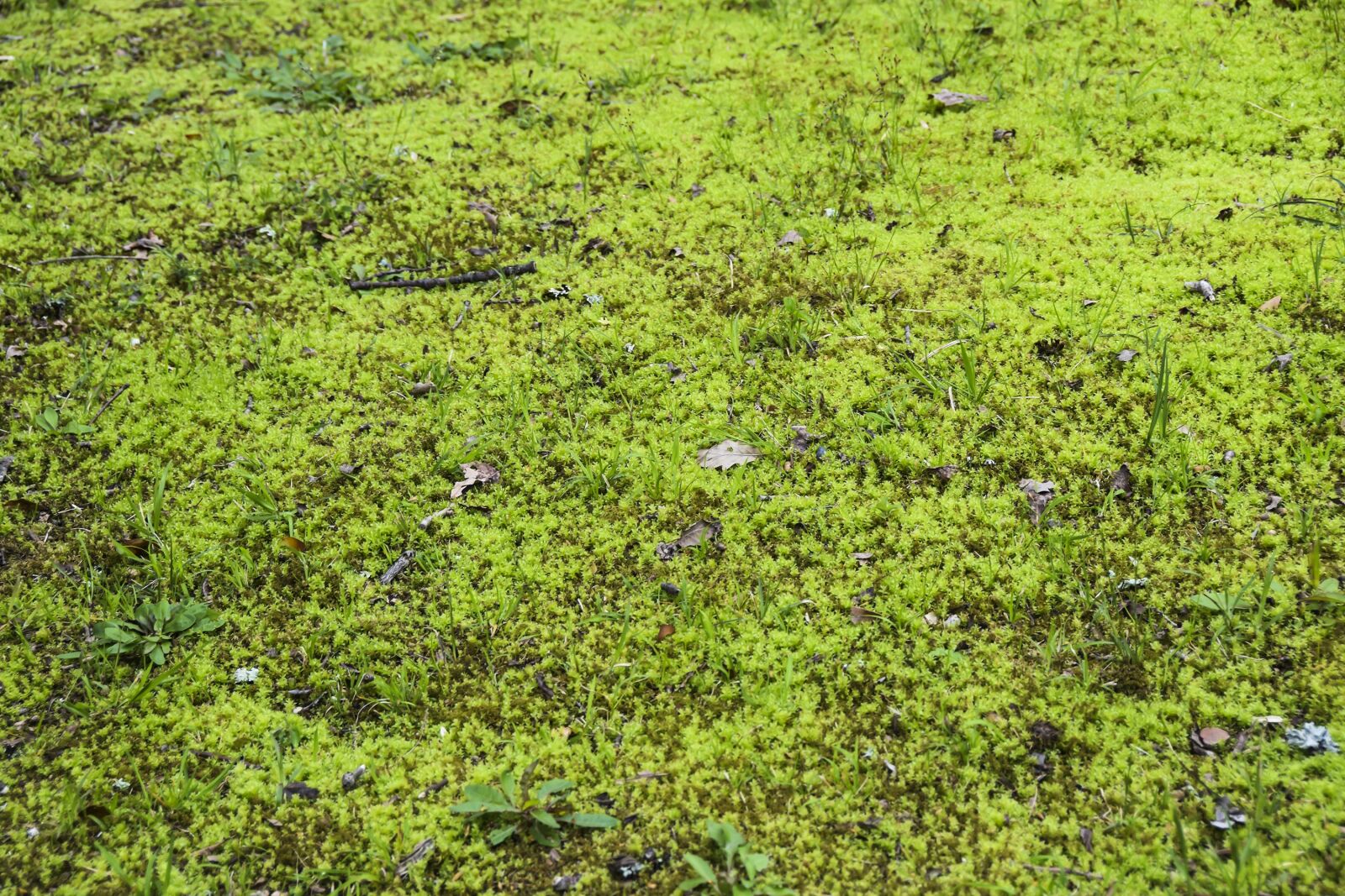 Nikon D5300 sample photo. Swamp, moss, texture photography