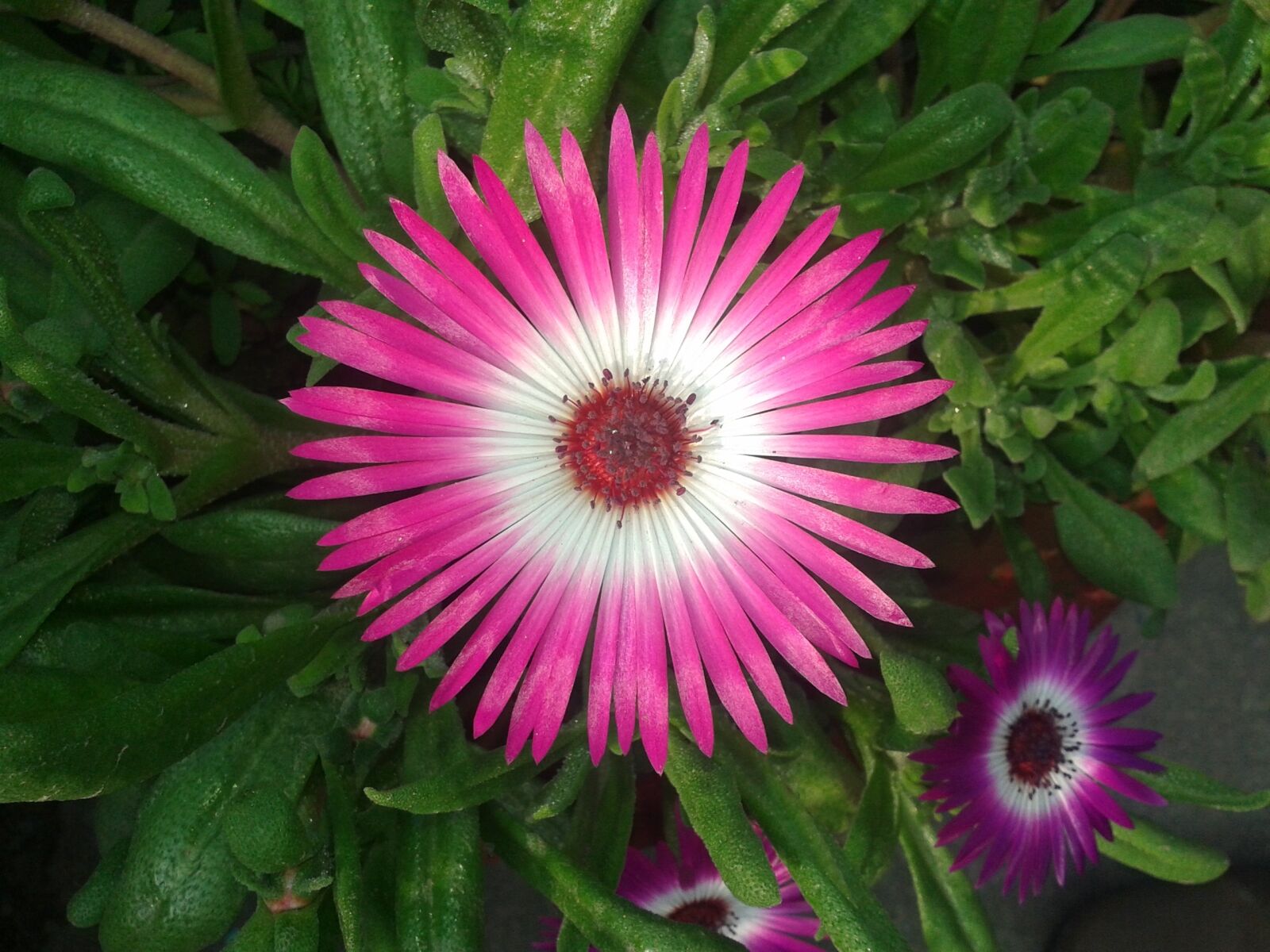 Samsung GT-I8552 sample photo. Flower, pink color flower photography