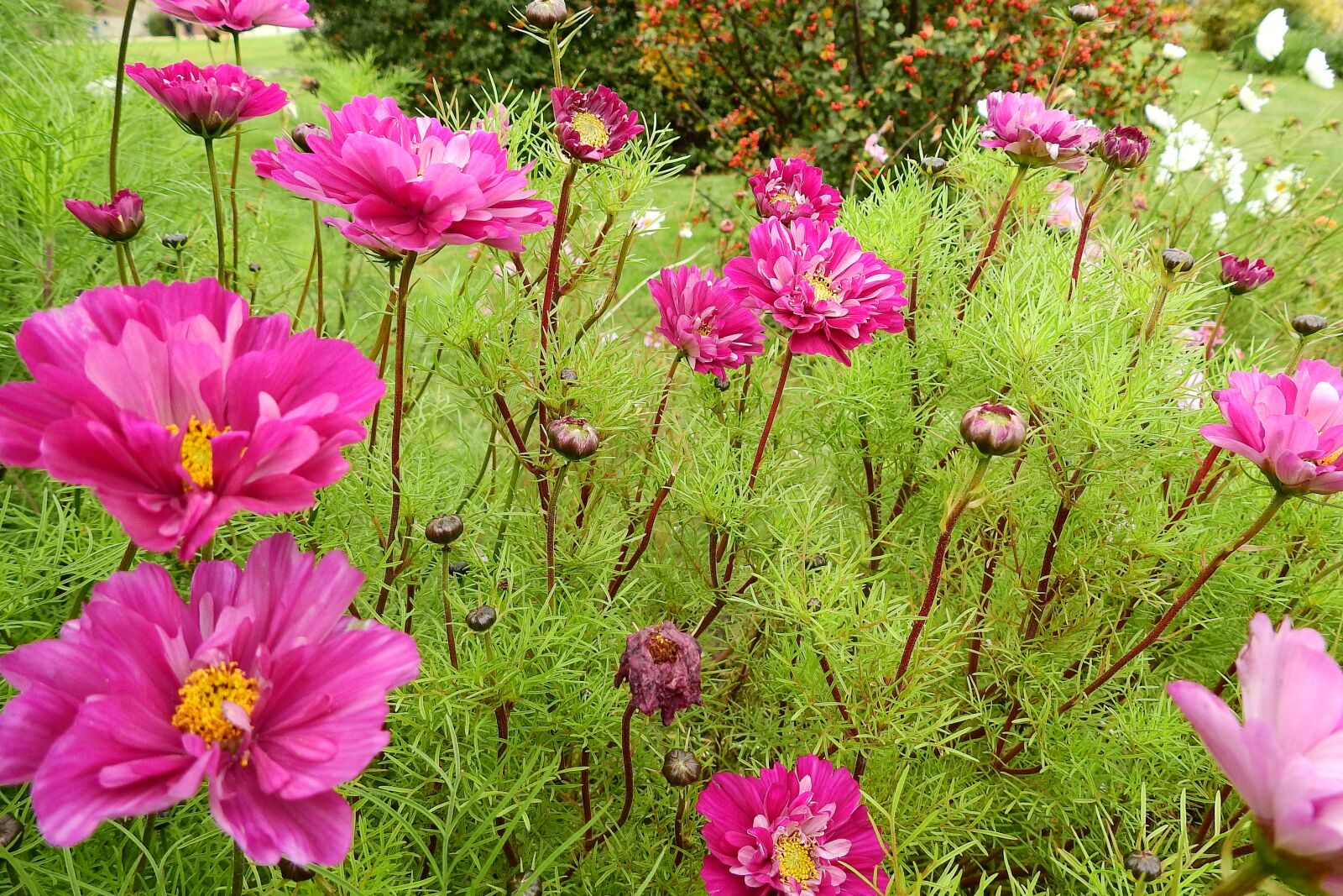 Nikon Coolpix P900 sample photo. Beautiful flowers, nature, autumn photography
