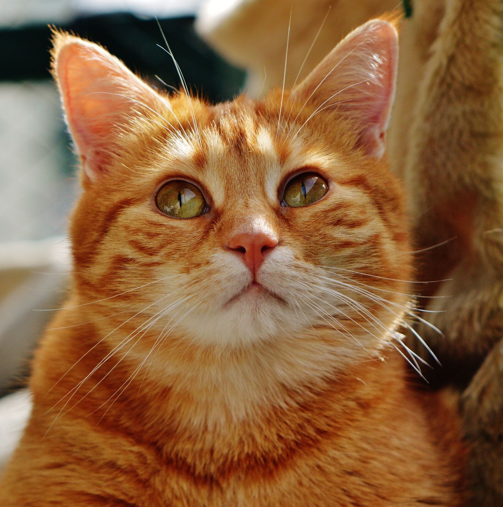 Nikon D3200 sample photo. Cat, red, cute photography
