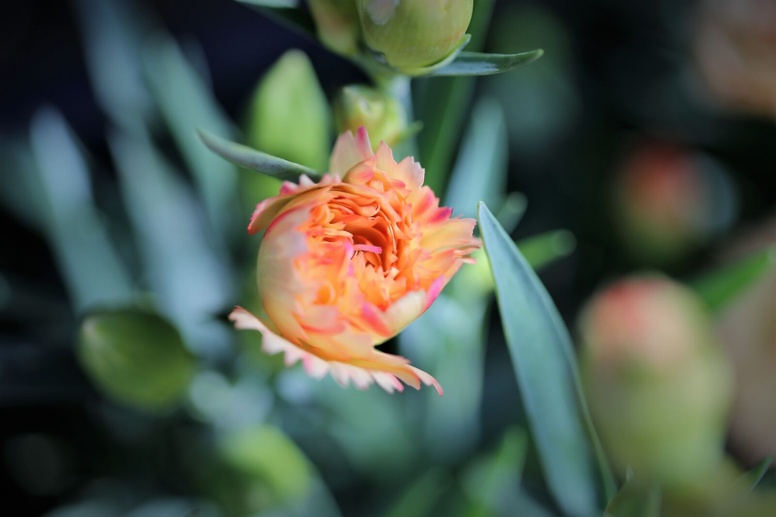 Canon EOS 6D + Canon EF 100mm F2.8 Macro USM sample photo. Yellow pink carnation, buds photography