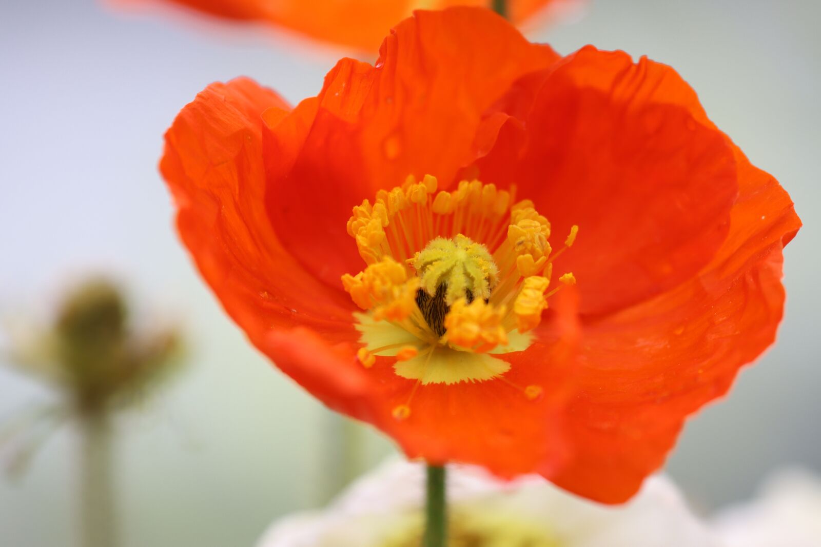 Canon EOS 90D sample photo. Poppy, sage color, meadow photography